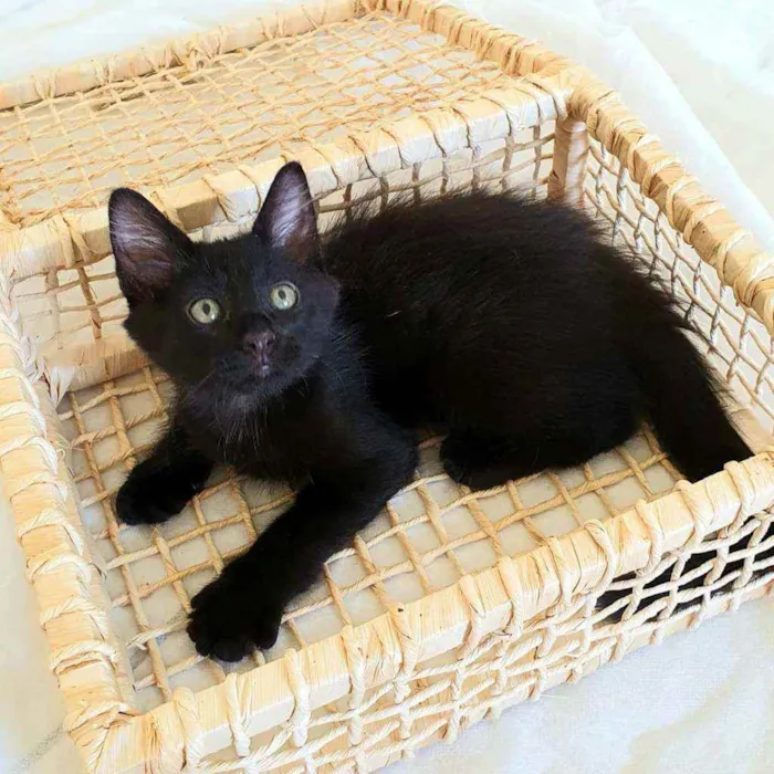 Gato ra a SRD idade 2 a 6 meses nome Pretinho