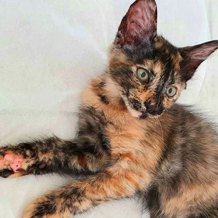 Gato raça SRD idade 2 a 6 meses nome Escaminha