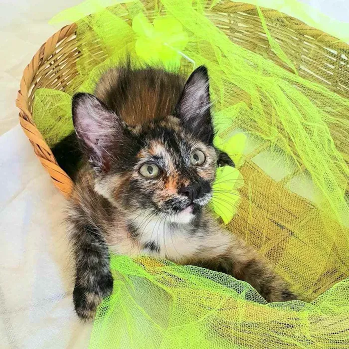 Gato raça SRD idade 2 a 6 meses nome Escaminha