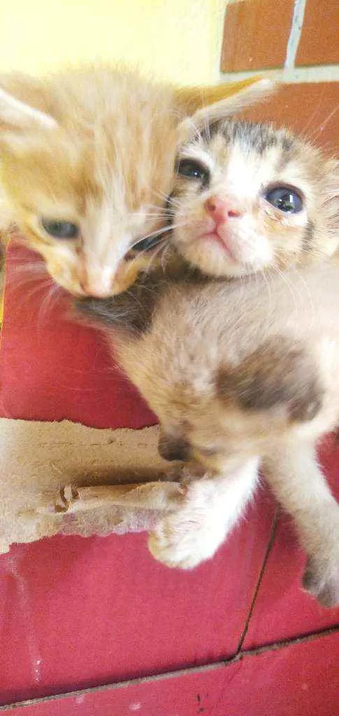 Gato raça Sem raça idade Abaixo de 2 meses nome Gatos
