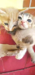 Gatos