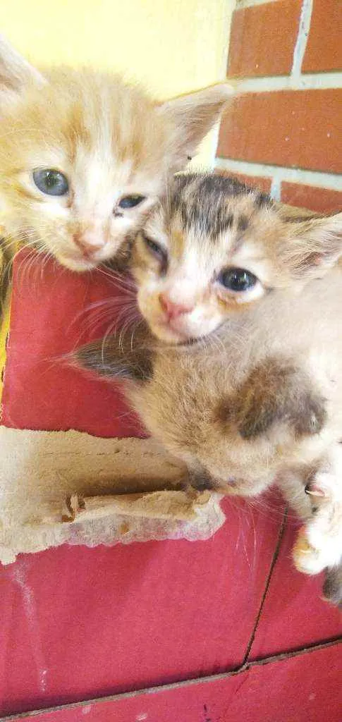 Gato raça Sem raça idade Abaixo de 2 meses nome Gatos