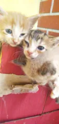 Gatos