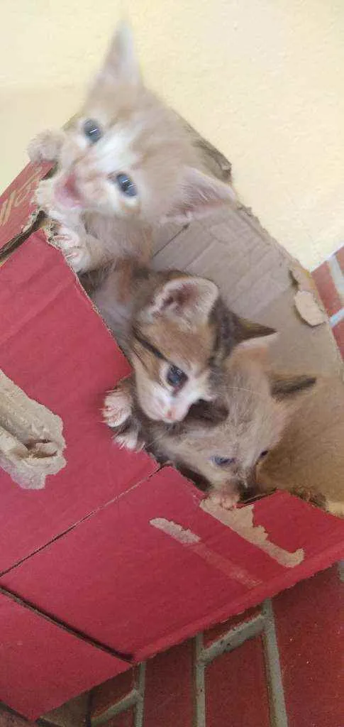 Gato raça Sem raça idade Abaixo de 2 meses nome Gatos