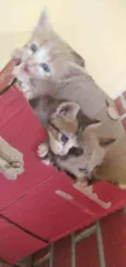 Gatos