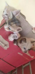 Gatos