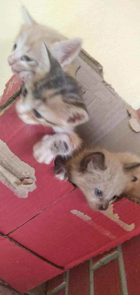 Gato raça Sem raça idade Abaixo de 2 meses nome Gatos