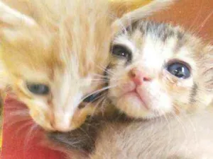Gato raça Sem raça idade Abaixo de 2 meses nome Gatos