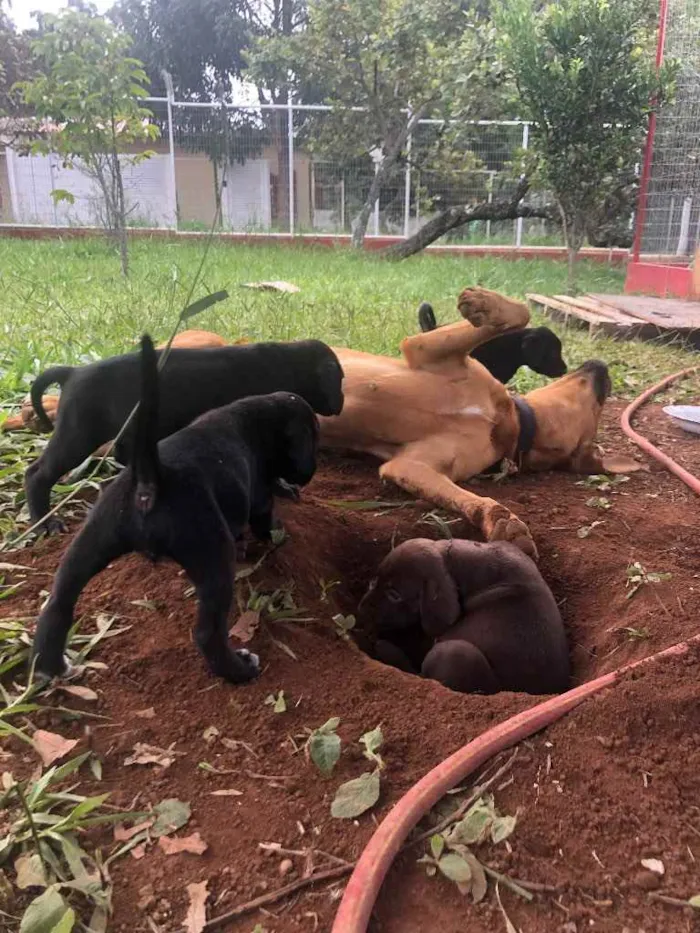 Cachorro ra a Vira Lata com Dalmata idade Abaixo de 2 meses nome Sem nome ainda :) 
