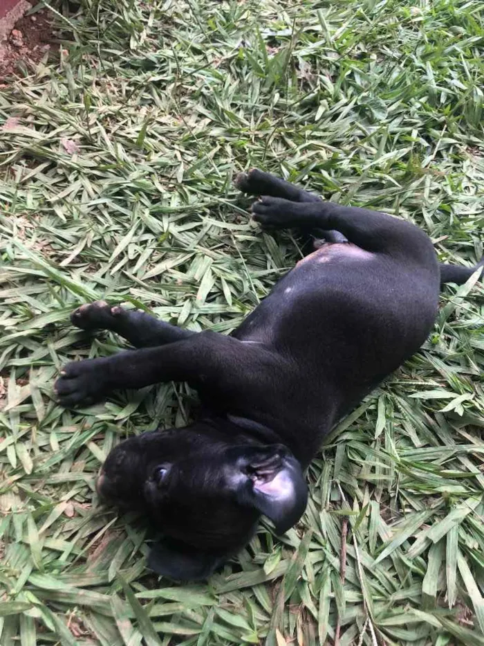 Cachorro ra a Vira Lata com Dalmata idade Abaixo de 2 meses nome Sem nome ainda :) 