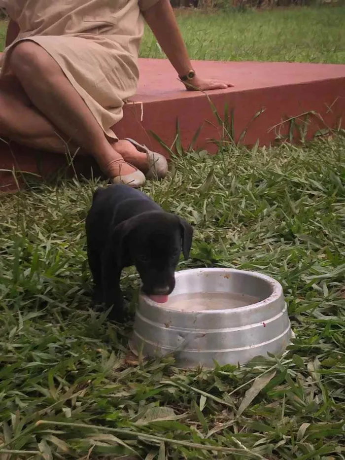 Cachorro ra a Vira Lata com Dalmata idade Abaixo de 2 meses nome Sem nome ainda :) 
