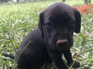 Cachorro raça Vira Lata com Dalmata idade Abaixo de 2 meses nome Sem nome ainda :) 