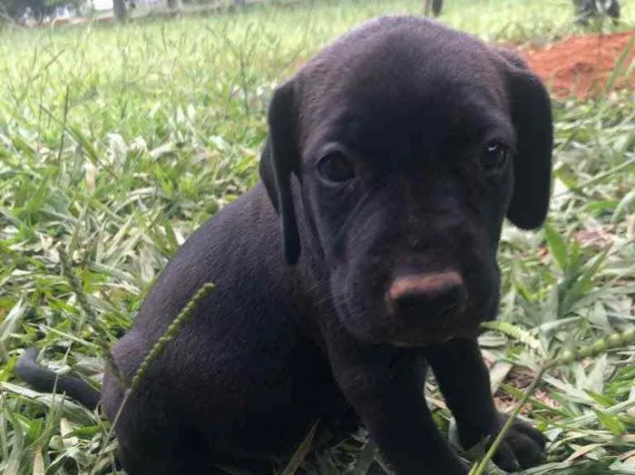 Cachorro ra a Vira Lata com Dalmata idade Abaixo de 2 meses nome Sem nome ainda :) 