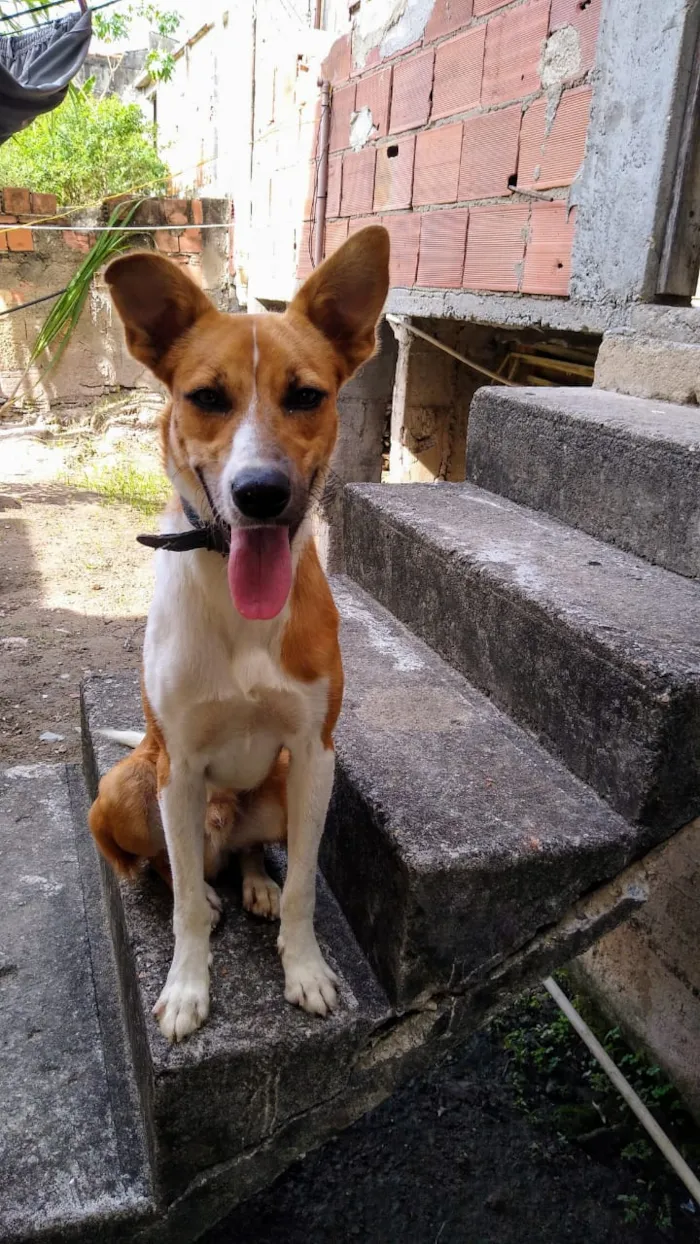 Cachorro raça Virá lata idade 3 anos nome Brad