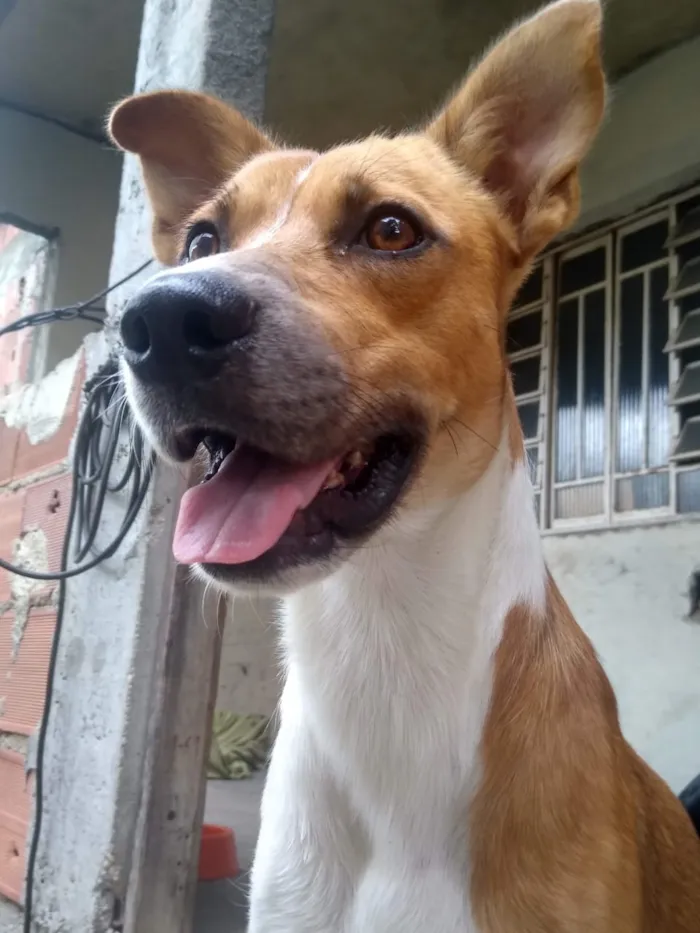 Cachorro raça Virá lata idade 3 anos nome Brad