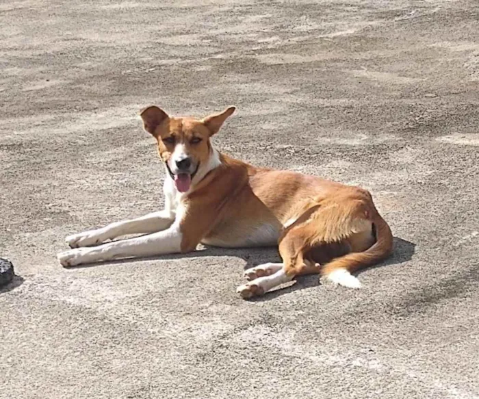 Cachorro raça Virá lata idade 3 anos nome Brad