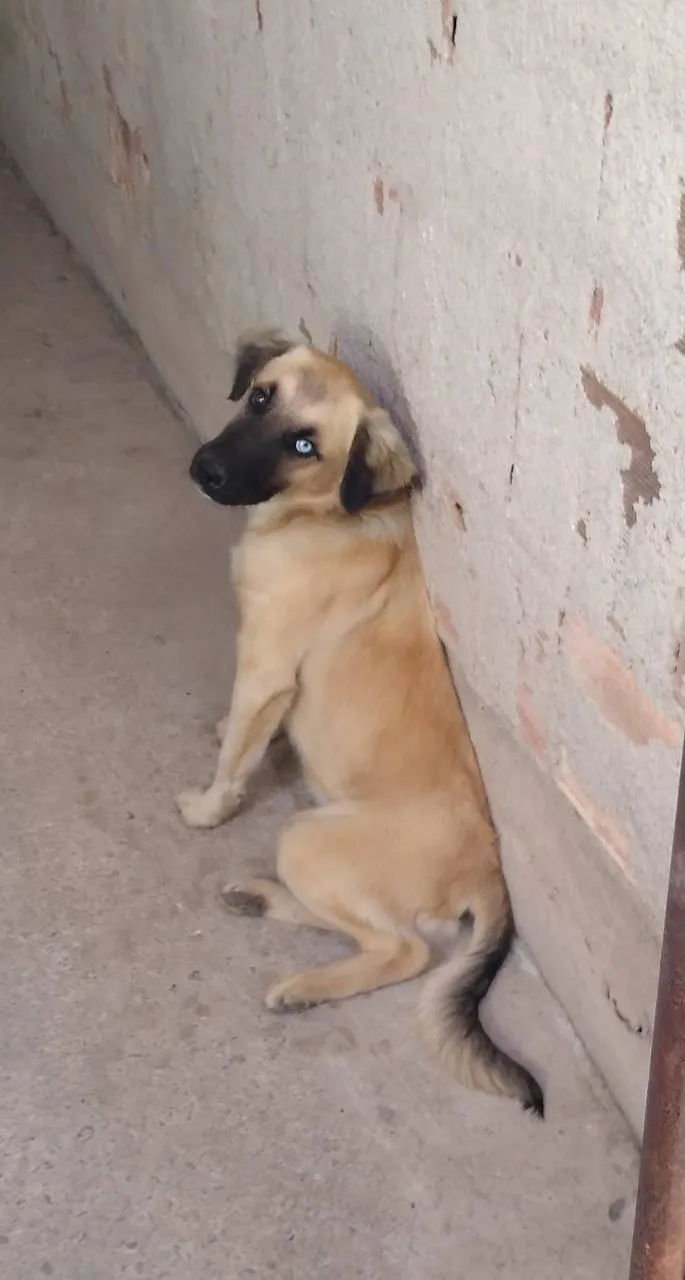 Cachorro raça Vira-lata  idade 1 ano nome Boby