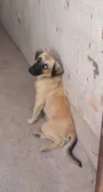 Boby