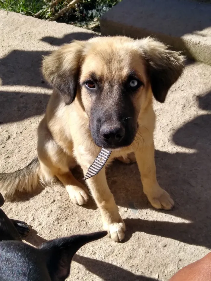 Cachorro raça Vira-lata  idade 1 ano nome Boby