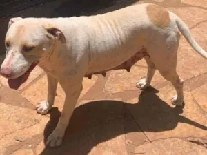 Cachorro raça Pitbull (misturado) idade 5 anos nome MEG e ROMEU