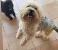 Thor e Luna 