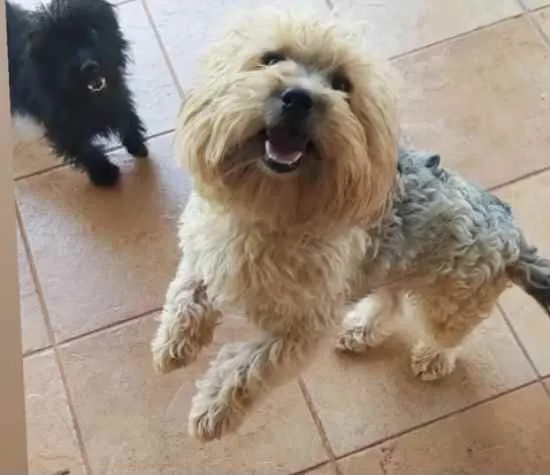 Cachorro ra a Mestiços  idade 7 a 11 meses nome Thor e Luna 
