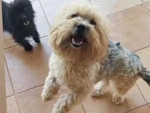 Cachorro raça Mestiços  idade 7 a 11 meses nome Thor e Luna 