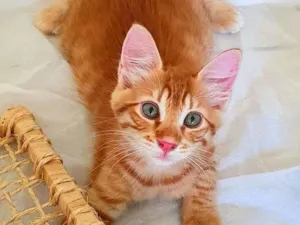 Gato raça SRD idade 2 a 6 meses nome Dourado