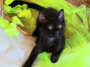 Gato raça SRD idade 2 a 6 meses nome Pretinho