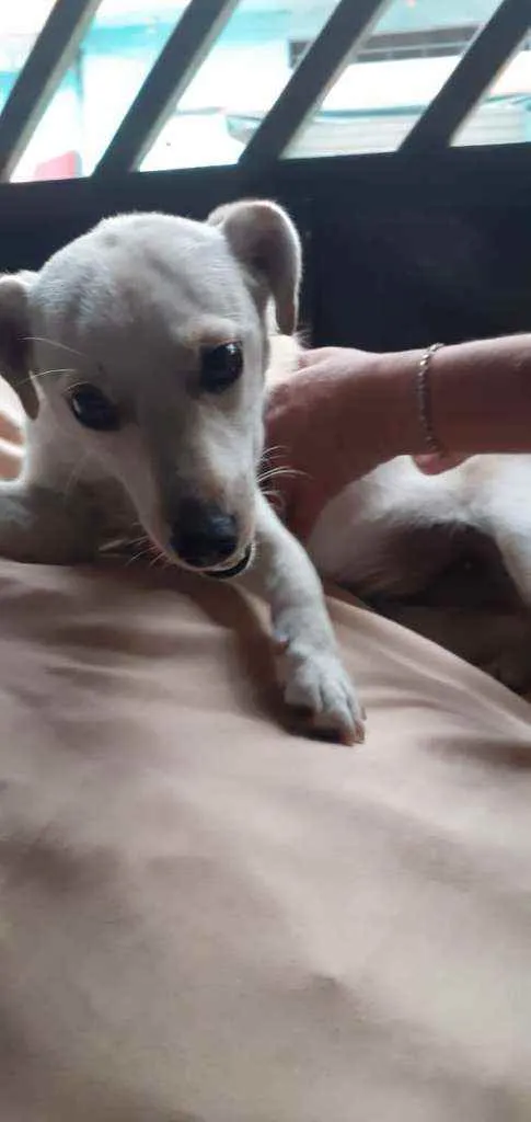 Cachorro raça Vira Lata idade 1 ano nome Lilica
