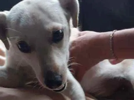 Cachorro raça Vira Lata idade 1 ano nome Lilica