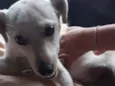 Lilica