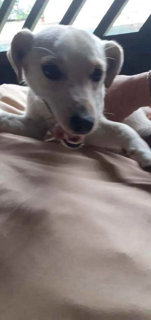 Cachorro raça Vira Lata idade 1 ano nome Lilica
