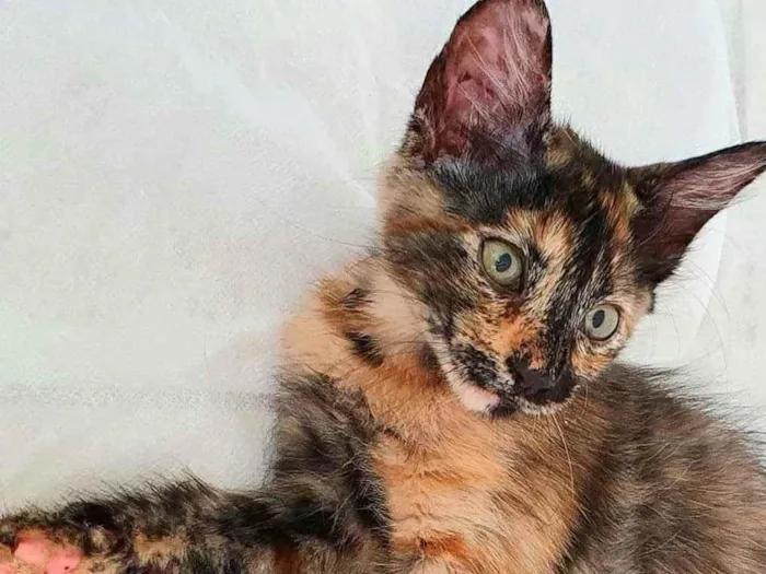 Gato raça SRD idade 2 a 6 meses nome Escaminha