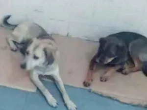 Cachorro raça SRD idade 2 anos nome Chuvisco