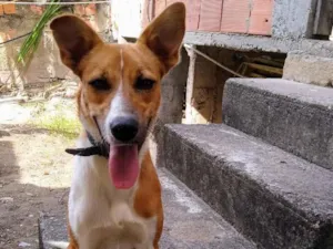 Cachorro raça Virá lata idade 3 anos nome Brad