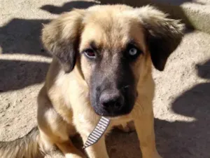 Cachorro raça Vira-lata  idade 1 ano nome Boby