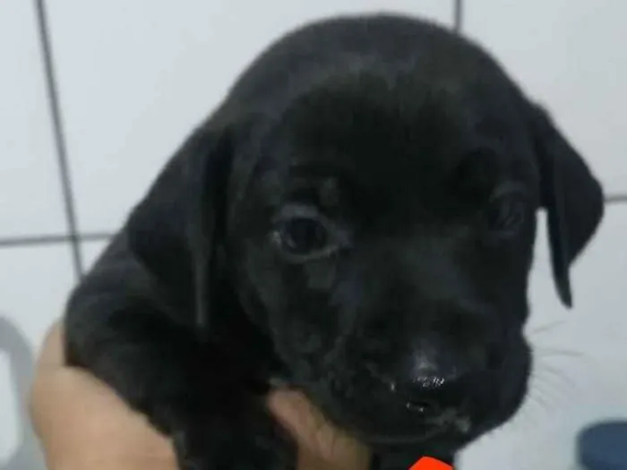 Cachorro ra a Vira lata idade Abaixo de 2 meses nome Sem nome