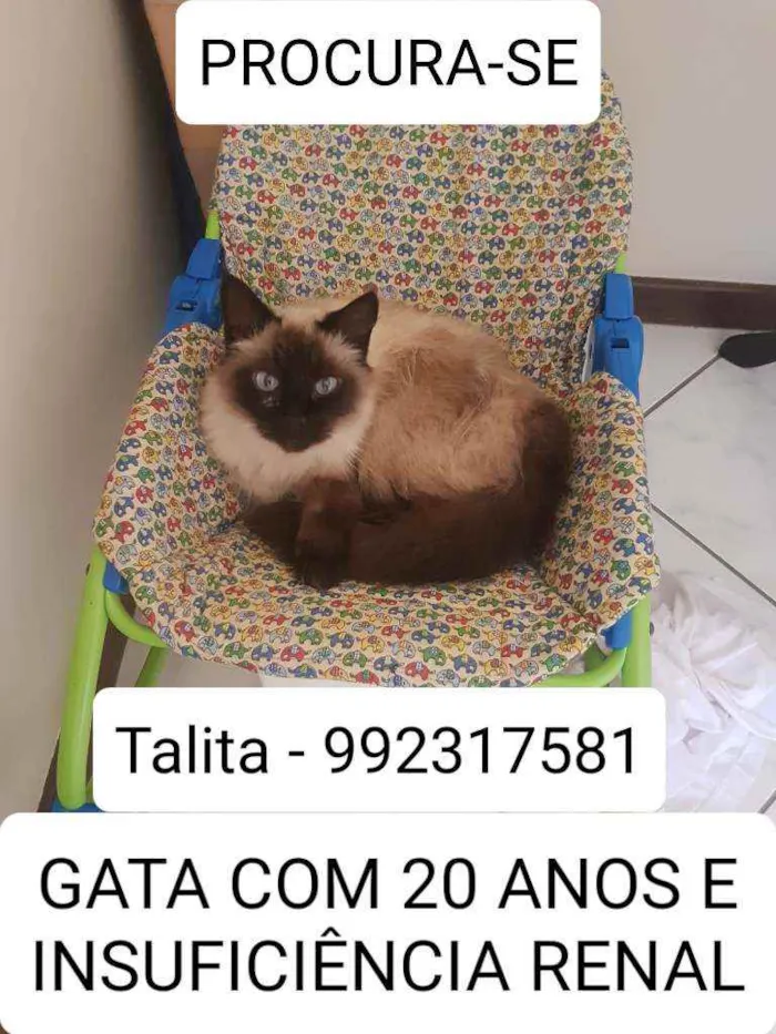 Gato ra a Srd  idade 6 ou mais anos nome Sasha