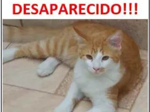 Gato raça Srd idade 2 a 6 meses nome Sonic