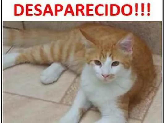 Gato raça Srd idade 2 a 6 meses nome Sonic