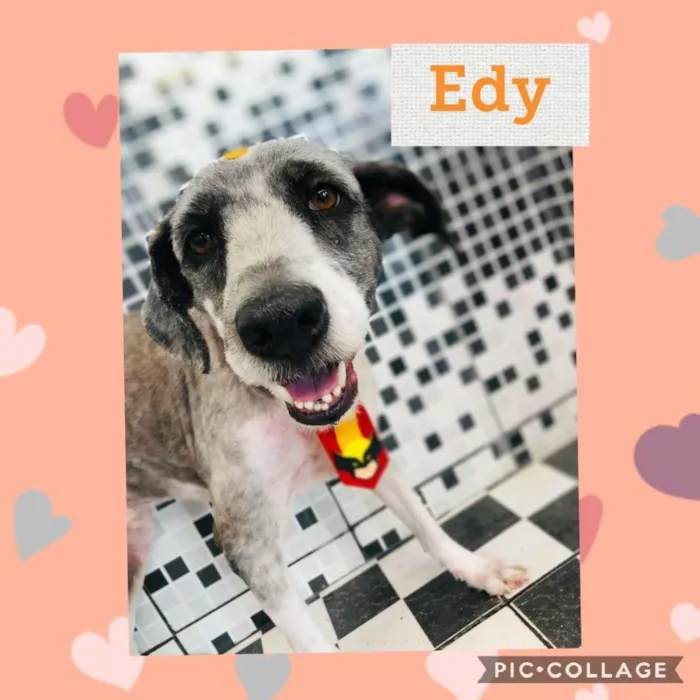 Cachorro ra a SRD idade 4 anos nome EDY