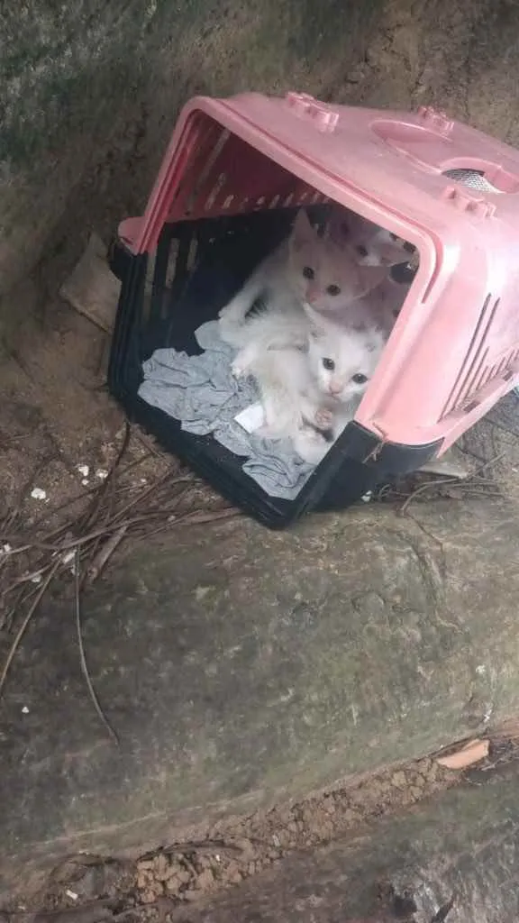 Gato raça Srd idade Abaixo de 2 meses nome Príncipes Princesas