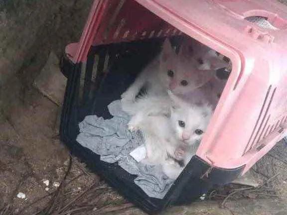 Gato raça Srd idade Abaixo de 2 meses nome Príncipes Princesas