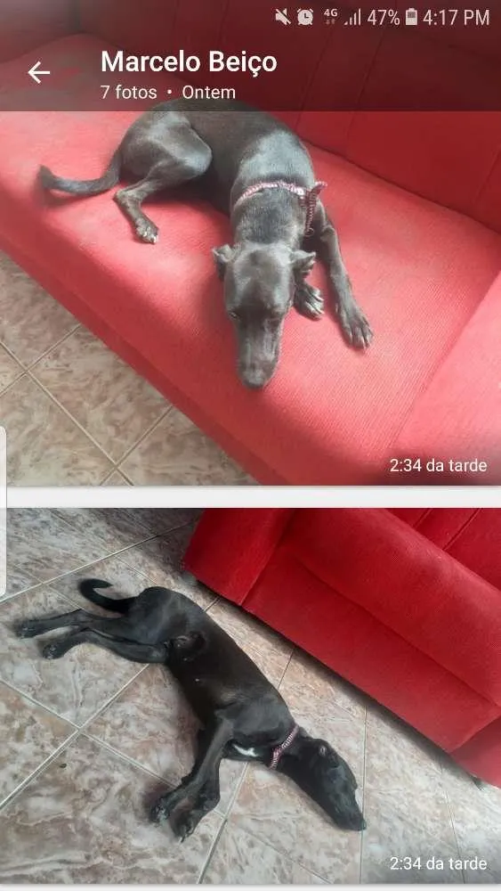 Cachorro ra a Mestiça  idade 2 a 6 meses nome Neguinha 