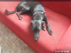 Cachorro raça Mestiça  idade 2 a 6 meses nome Neguinha 