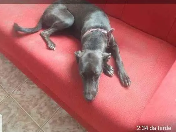 Cachorro ra a Mestiça  idade 2 a 6 meses nome Neguinha 