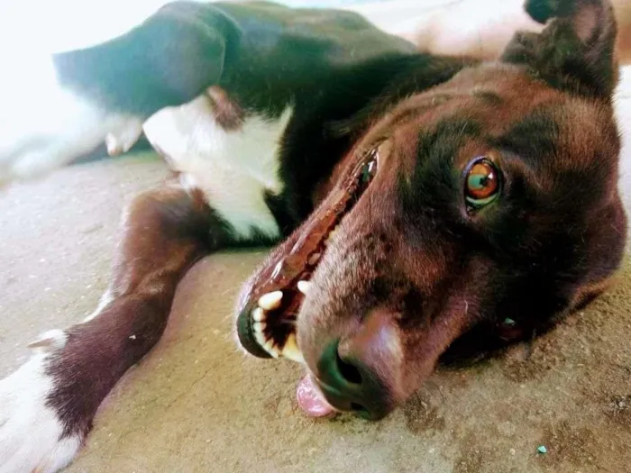 Cachorro ra a Pit-Bull idade 3 anos nome Tyson