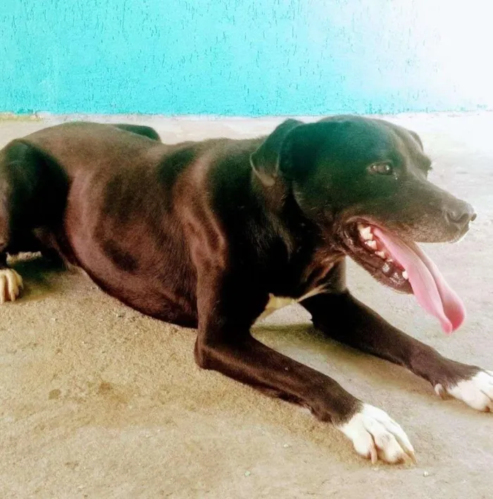 Cachorro ra a Pit-Bull idade 3 anos nome Tyson