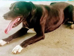 Cachorro raça Pit-Bull idade 3 anos nome Tyson